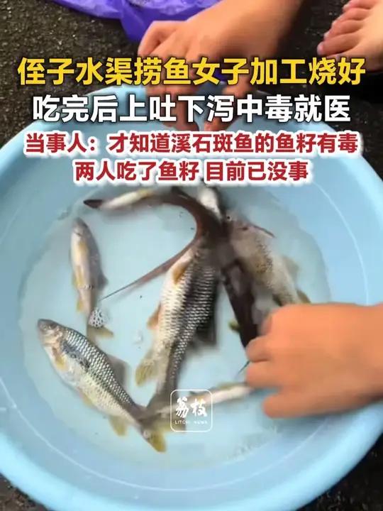 侄子水渠捞鱼女子加工烧好 吃完后上吐下泻中毒就医 当事人：才知道溪石斑鱼的鱼籽有毒 两人吃