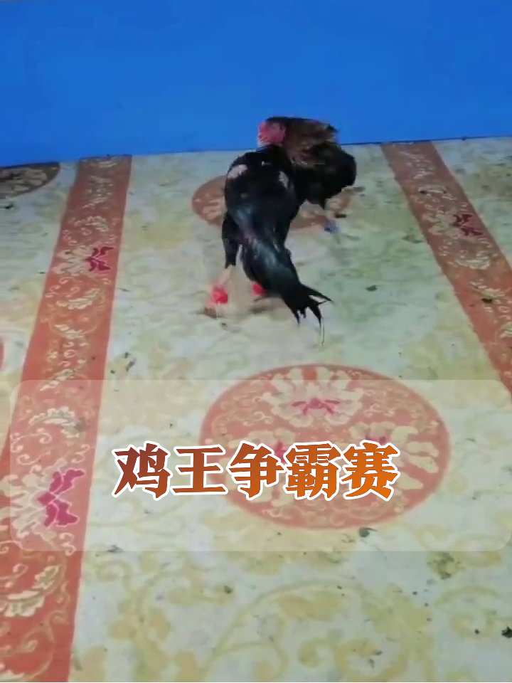 公鸡上演生死对决,鸡毛满天飞笑翻网友