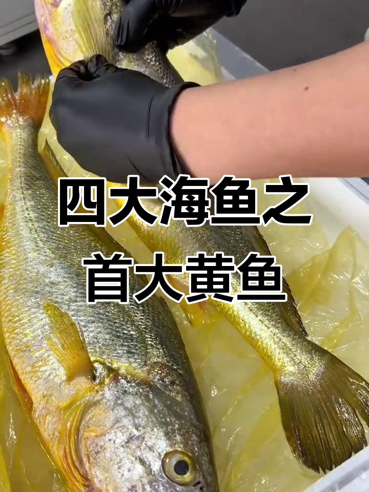 大黄鱼:江浙沪的珍稀美味,价格差异巨大