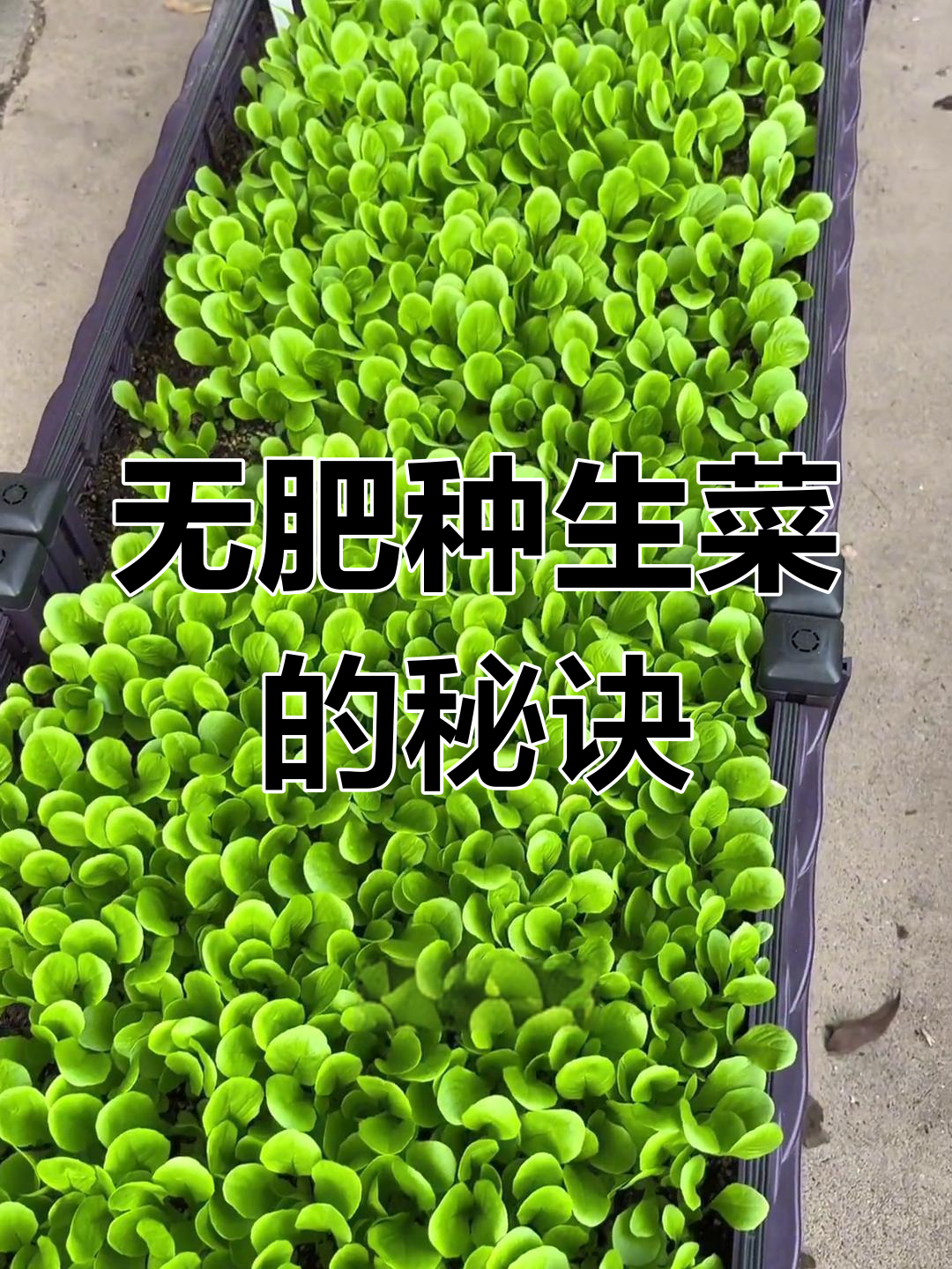 家庭盆栽生菜,轻松种植无施肥