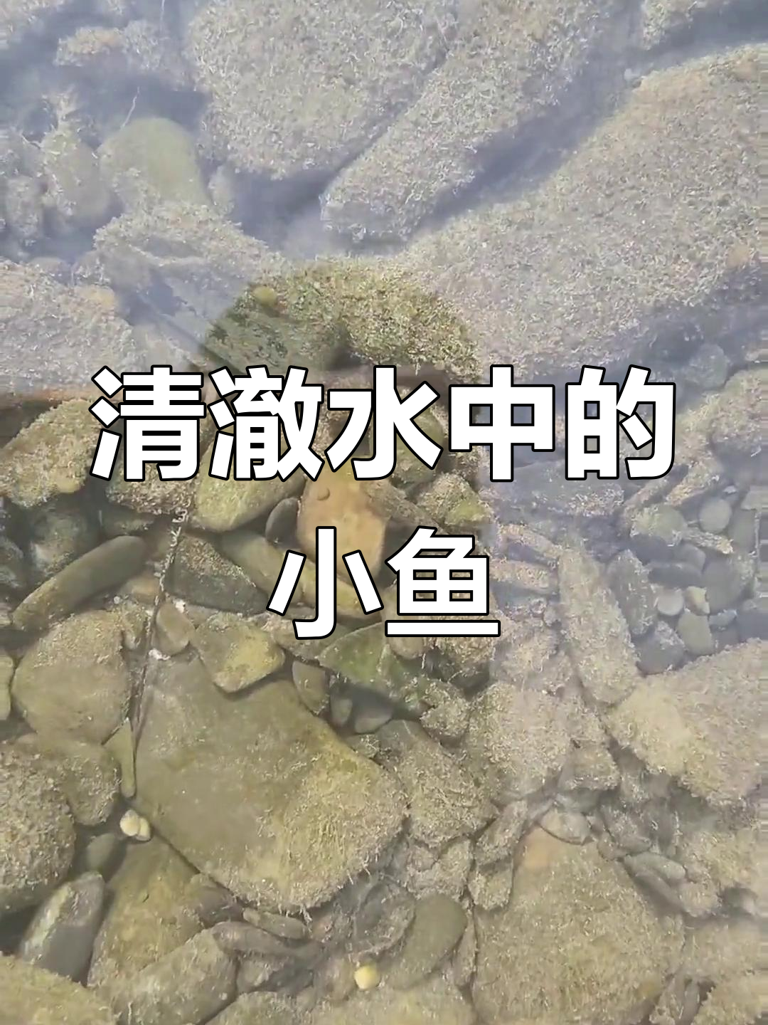 河中的小生物,趴趴鱼在鹅卵石上爬行