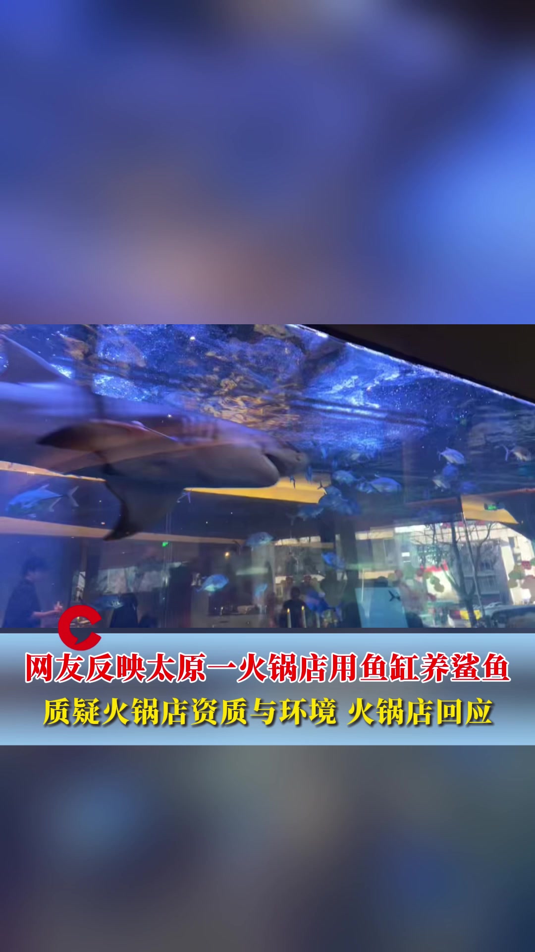 太原一火锅店用鱼缸养鲨鱼供人观赏,冉十一火锅:两条柠檬鲨,有资质