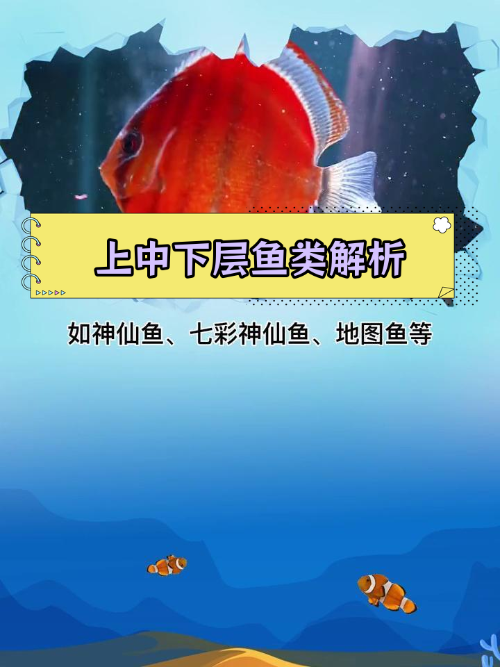 鱼类的层级分布与混养技巧