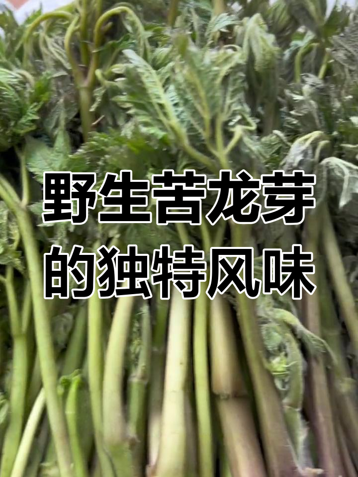 苦龙芽:野生的奇妙味道,粥吃甜、焯水蘸浆则苦