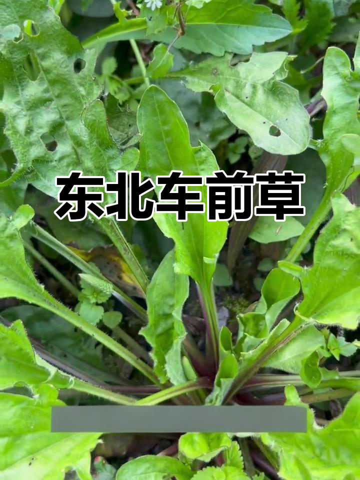 车前草,东北常见野菜,味道独特,历史悠久