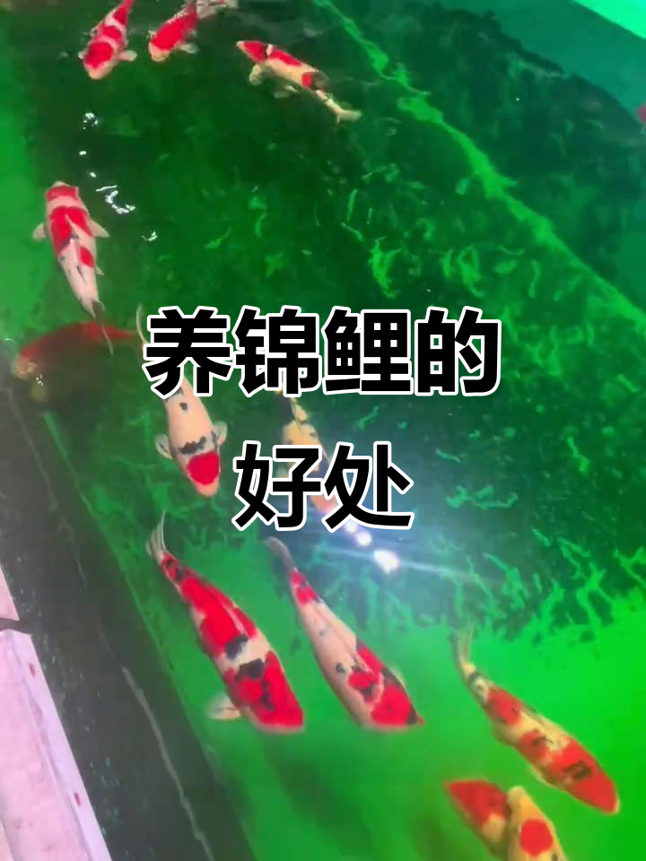 锦鲤的风水作用:财富与好运的象征