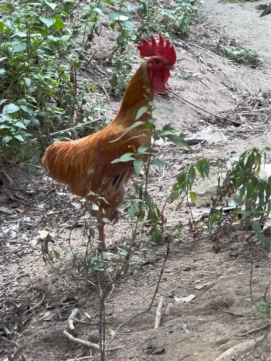 山咔咔里偶遇纯种湘黄土鸡，模样太漂亮啦！