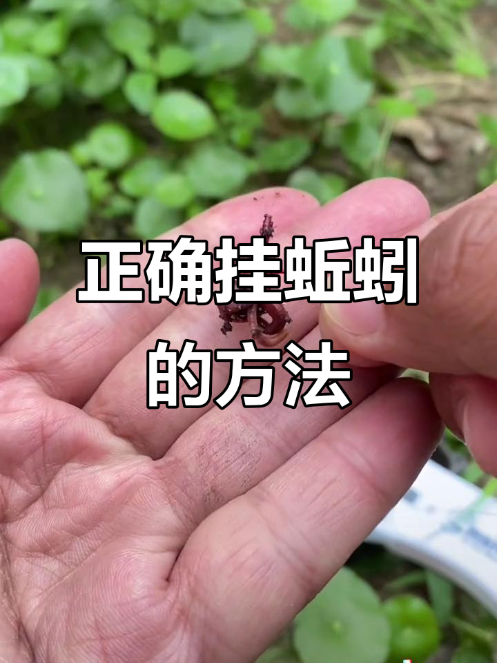 蚯蚓挂钩技巧大揭秘，两种方法让你钓鱼更轻松