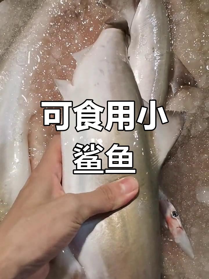 小鲨鱼也能吃,红烧最美味