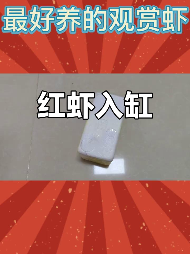 极火虾开箱,15只红艳生物入缸