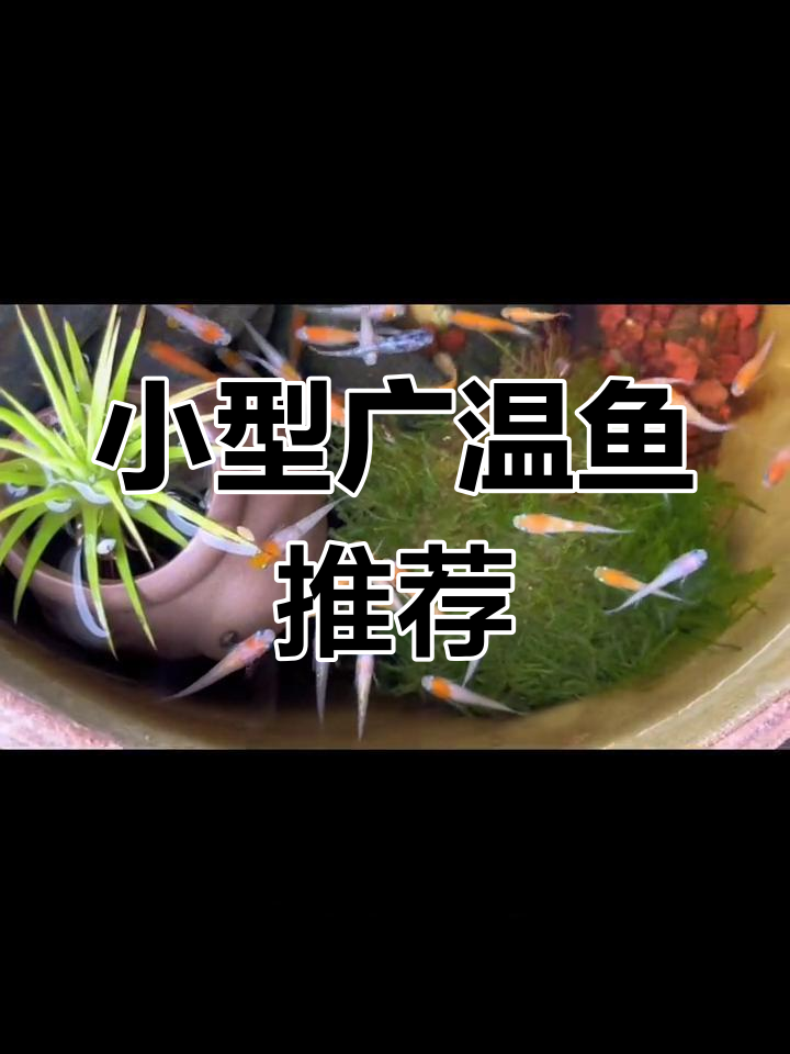 适合零到四十度生存的小型观赏鱼推荐