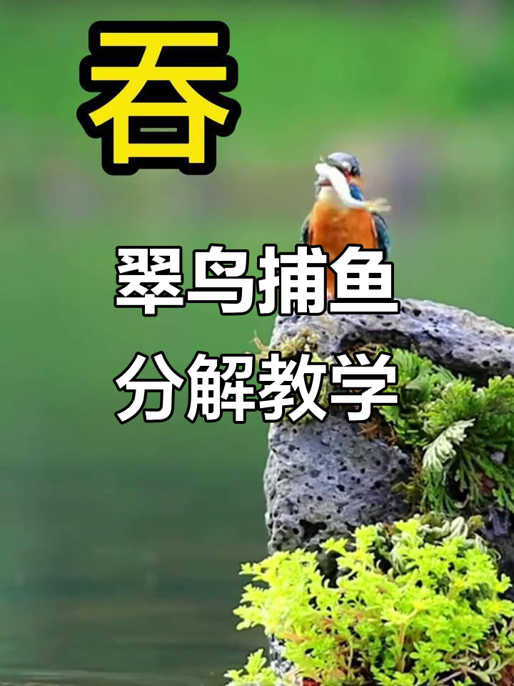 翠鸟捕鱼动作大揭秘,敏捷如闪电