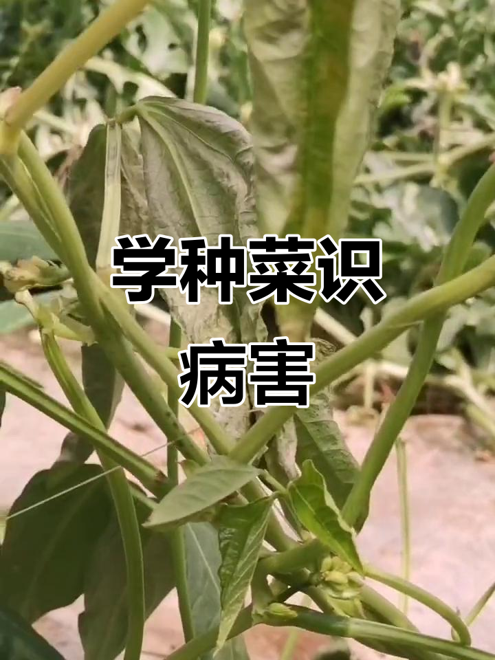 冷凉潮湿环境下的病害识别与防治技巧,豆角根部结痂严重