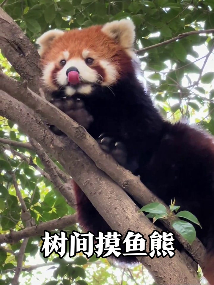 小熊猫树上摸鱼被抓拍!吐舌抱树表情像极周五的你