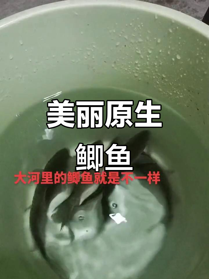 野生鲫鱼大揭秘，真实图片带你领略自然之美