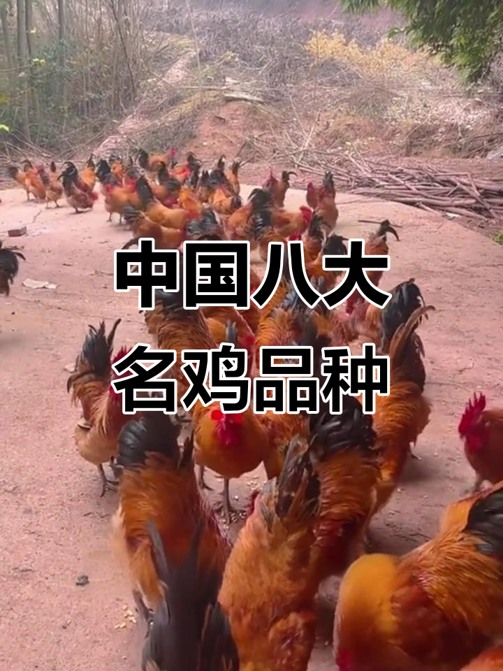 这些中国本土鸡品种，你了解吗？河南、广东等地特色鸡肉大揭秘