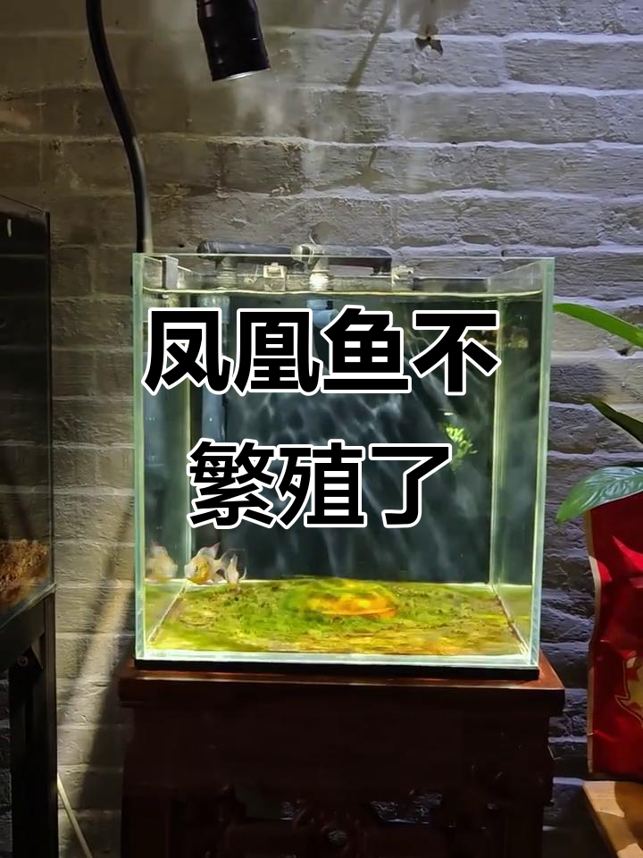 玻利维亚凤凰鱼不再产卵,季节变化影响健康