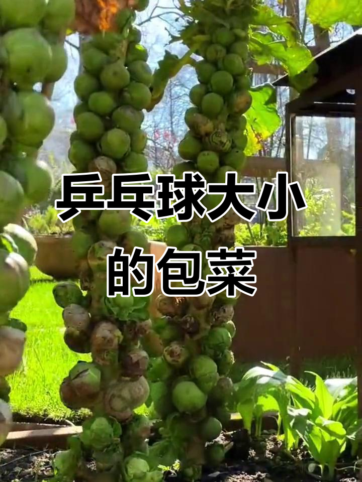 小巧包菜长成大树，家里种不完！