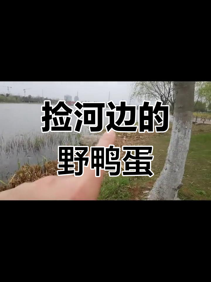 春天柳树发芽,河边野鸭蛋藏在哪?