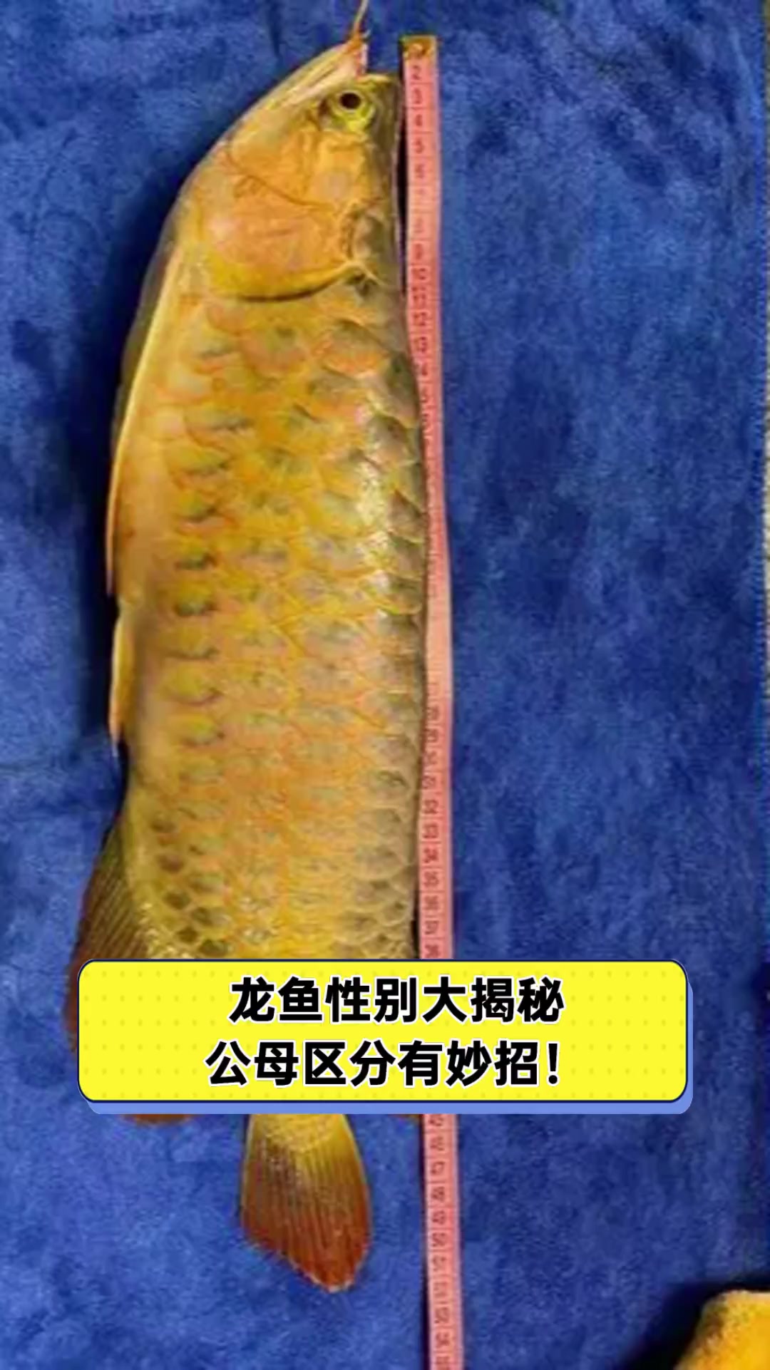 龙鱼性别大揭秘,公母区分有妙招!