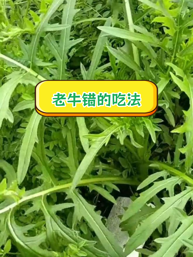 新野菜老牛错,焯水凉拌脆爽口感