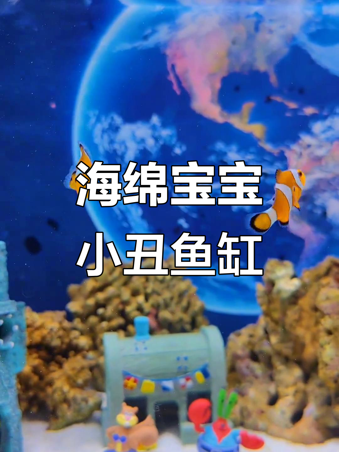 小丑鱼入住海水缸,简单设备带来惊喜效果