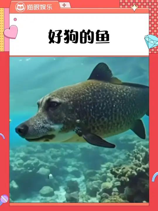 我想我真的该睡觉了 狗鱼 搞笑 海洋生物
