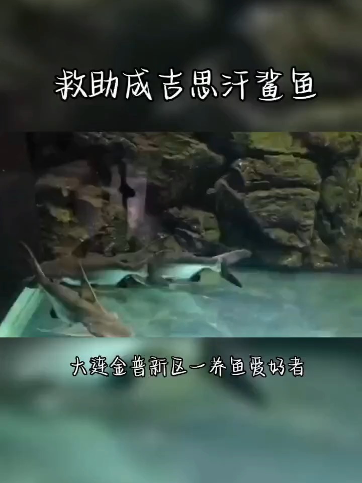 国家一级水生野生保护动物长丝鱼芒被成功救助8月17日大连金普