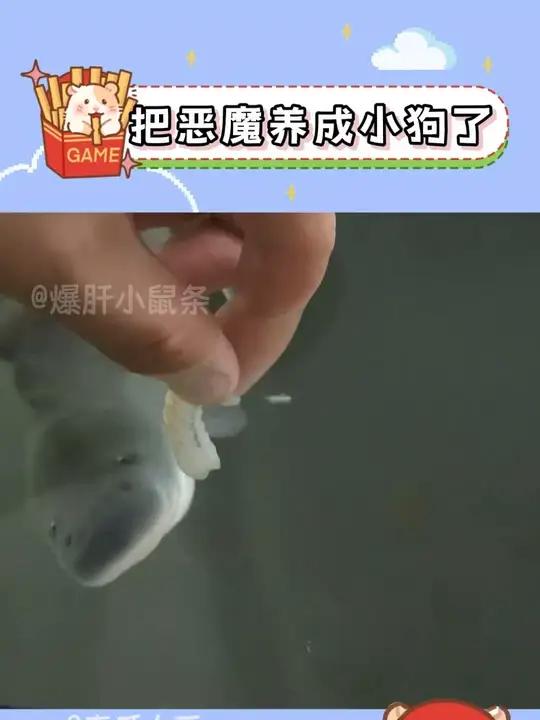 “嫂子”看起来不像本地人呢 养鱼日记鱼反天刀鱼万万没想到