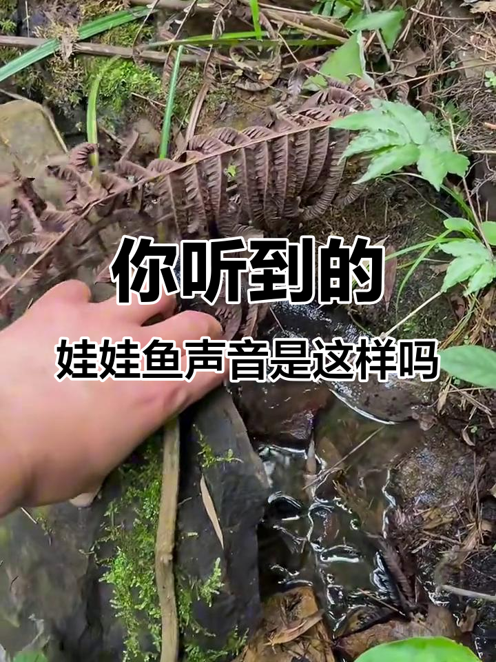娃娃鱼的声音竟然是这样的!你听过吗?