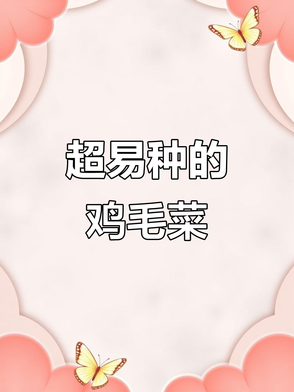 鸡毛菜,懒人必备!四季可种,鲜嫩如豆腐