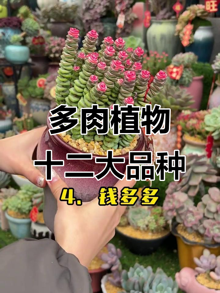 12种常见多肉植物,看看你家有没有这些品种?