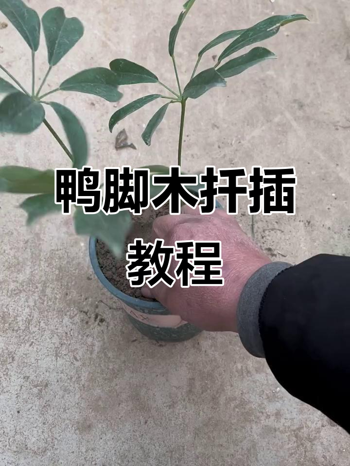 鸭脚木扦插技巧，轻松学会家庭花卉繁殖