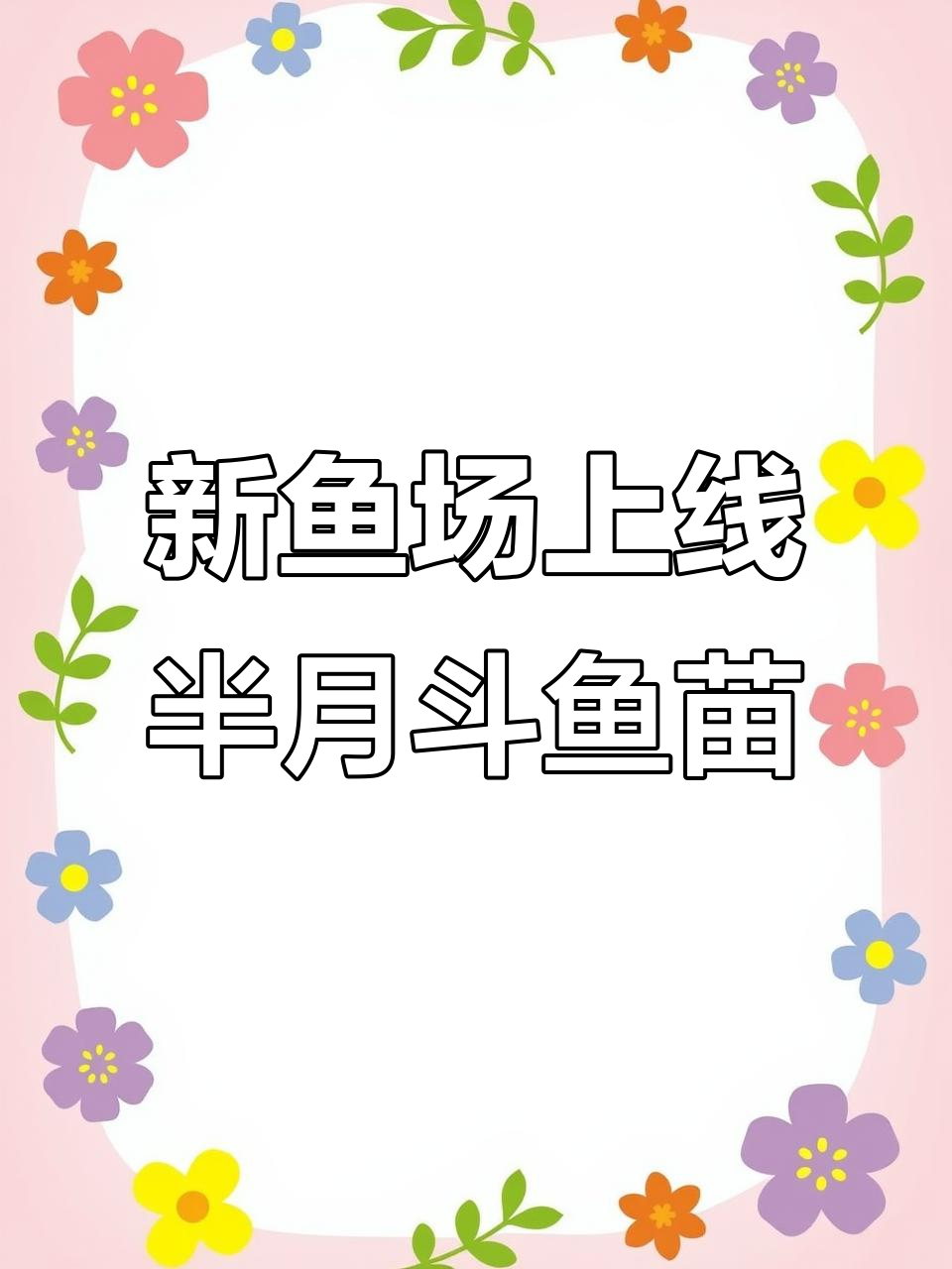 泰国斗鱼新鱼场，半月幻彩苗子大揭秘