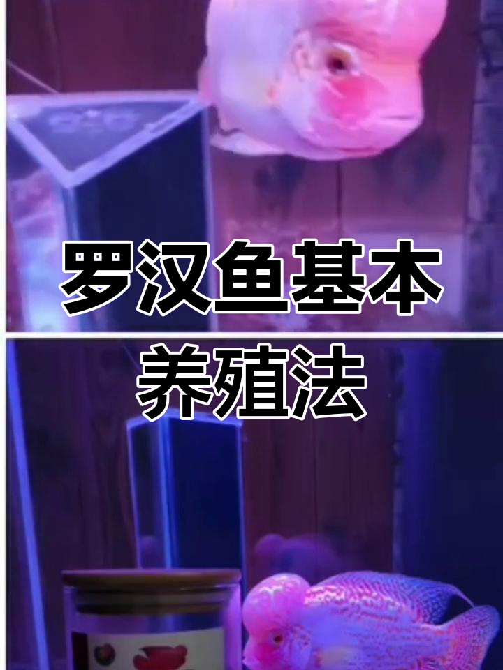 罗汉鱼饲养技巧与注意事项,新手必看!