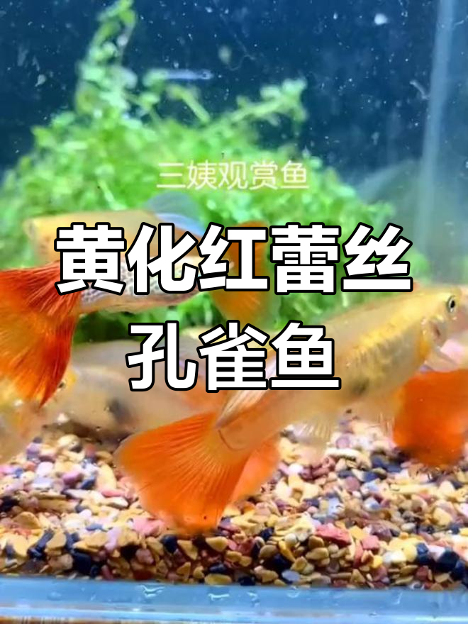 精美黄化红蕾丝孔雀鱼,尾部纹路细腻如蕾丝
