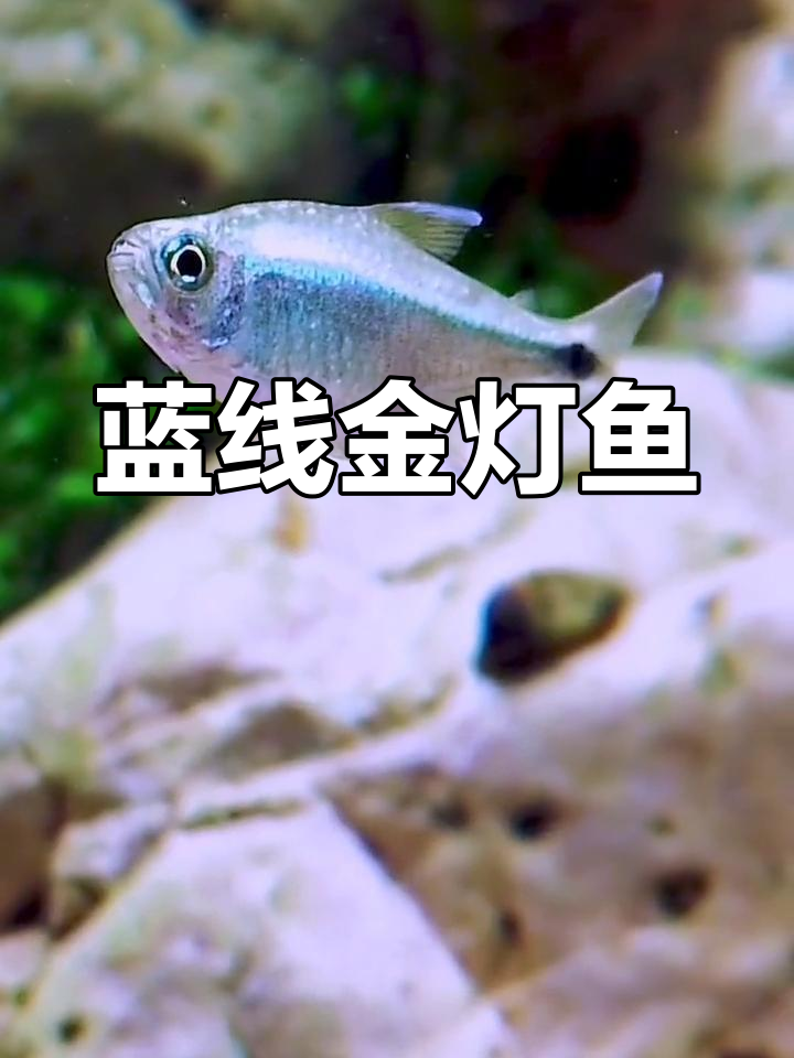 红白蓝线金灯鱼与水草景观