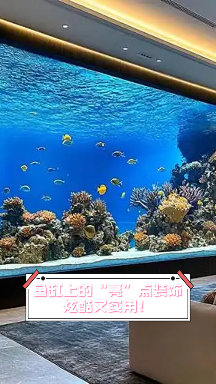 鱼缸上的“亮”点装饰,炫酷又实用!