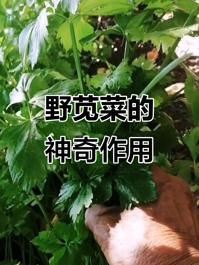 野苋菜:清热解毒、痔疮良方,吃法多样