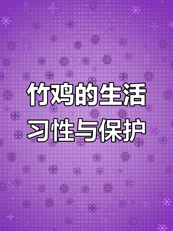 竹鸡与人类和谐共处,了解它们的栖息地和习性
