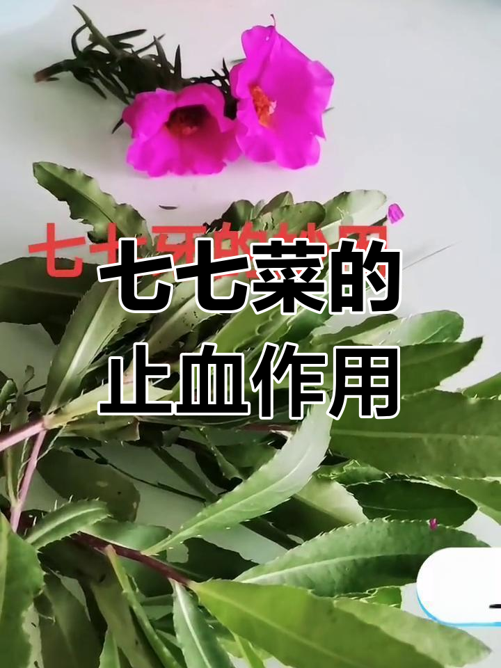 七七菜:流鼻血的小妙方,民间土法大公开