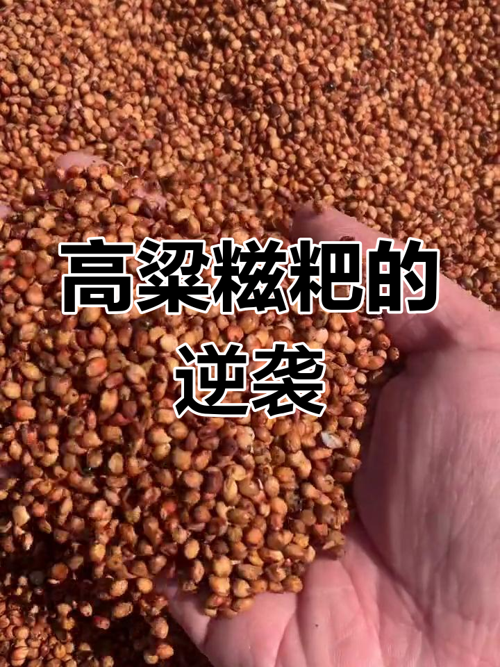曾经穷人吃的食物,如今成了富人的新宠。揭秘高粱糍粑制作