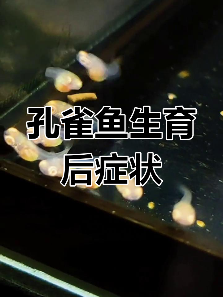 鱼妈妈生完宝宝后的变化,虚弱到弓背瘪肚