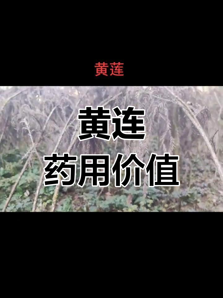 黄连的药用功效与种植环境