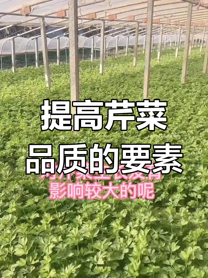 芹菜高产秘诀:钙硼补充不可少,叶片亮丽无病害