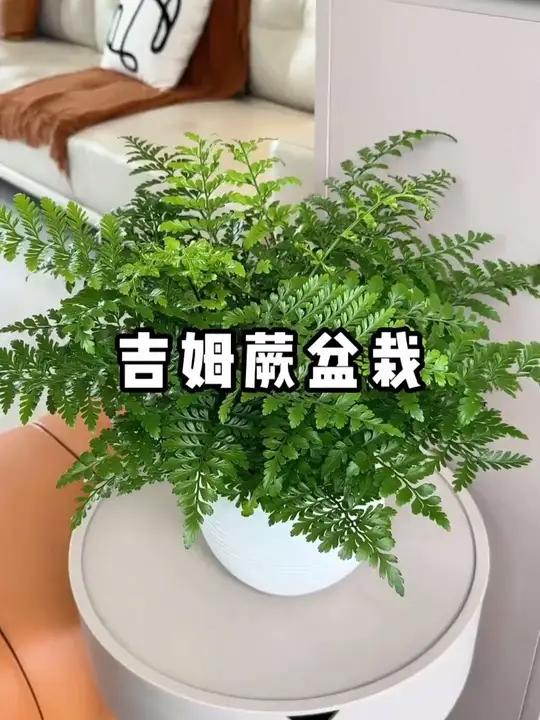 又好看又好养的绿植盆栽，可以净化空气的吉姆蕨绿油油的给家里增添不少氛围感！花卉绿植盆栽绿植