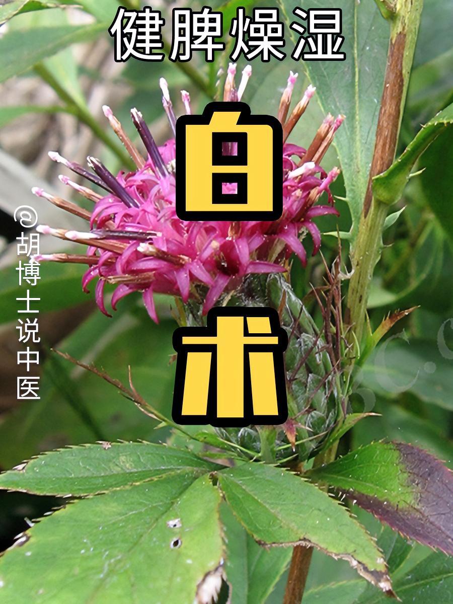 白术 白术 中药白术 中草药 胡博士说中医 健脾