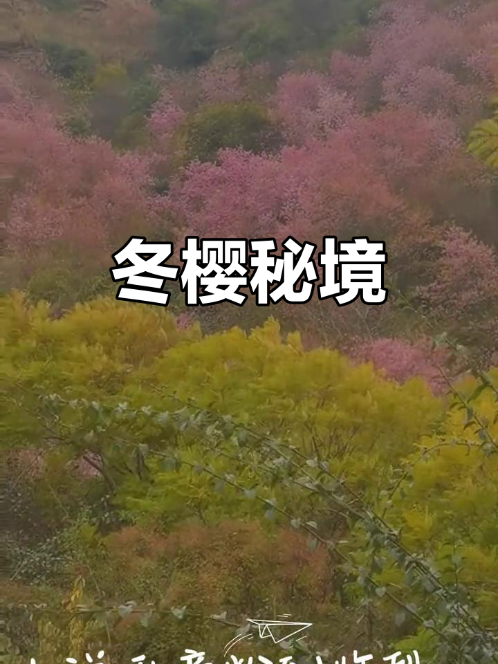 12月冬樱盛开,古寺银杏相伴,耙肉米线醉人心!