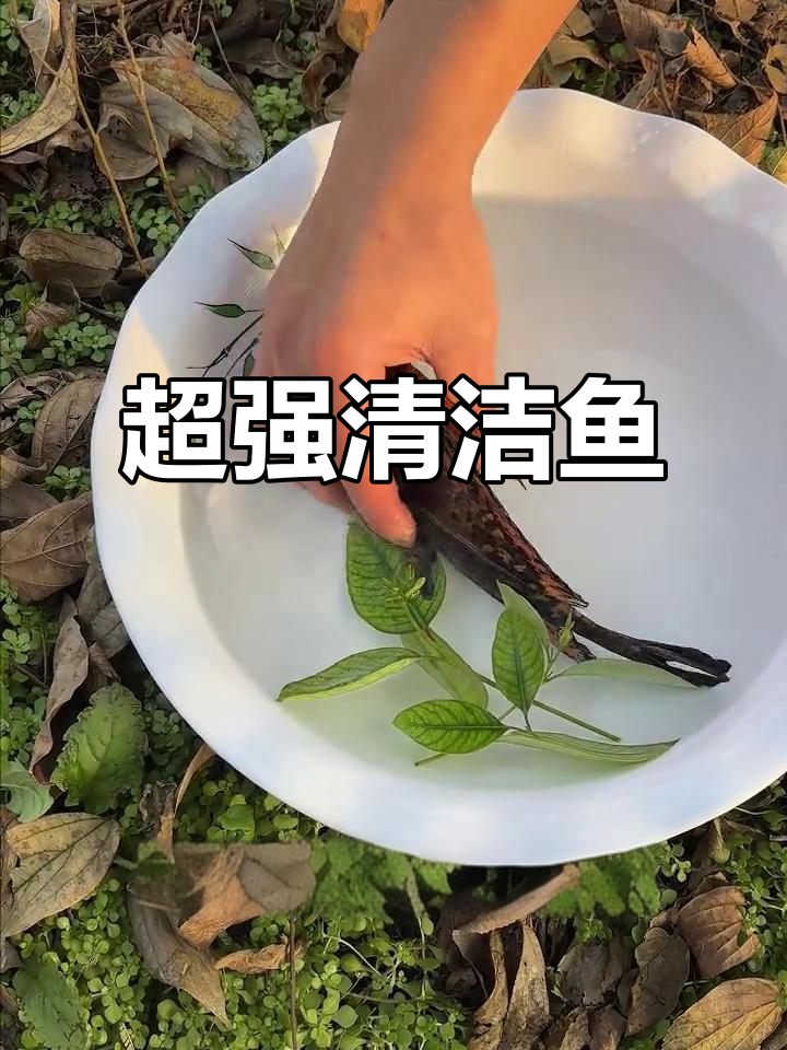 美人鱼清道夫,吃青苔又除残渣,让你的鱼缸焕然一新