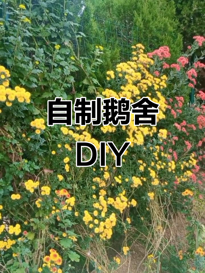 鹅舍改造全攻略：从硬化地面到太阳能照明，打造温馨小窝